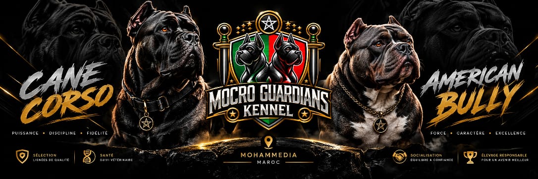 Élevage Mocro guardians kennel – Cane Corso et American Bully